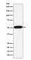 FKBP38 Antibody